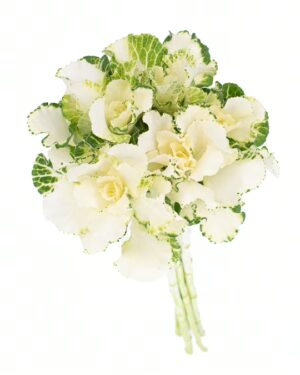 Kale White Green Flowers WA Perth