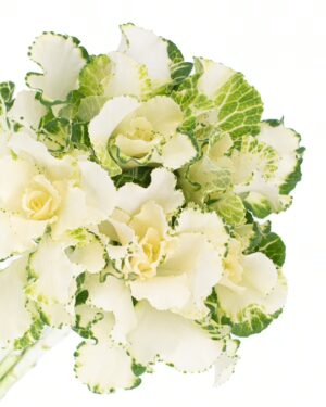 Kale White Green Flowers WA Perth