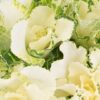 Kale White Green Flowers WA Perth