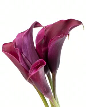 Lilly Calla Purple Flowers WA Perth