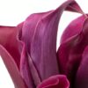 Lilly Calla Purple Flowers WA Perth
