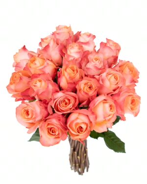 Rose Coral Reef Peach Flowers WA Perth