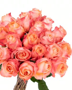 Rose Coral Reef Peach Flowers WA Perth