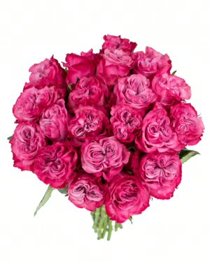 Rose Country Blues Pink Flowers WA Perth