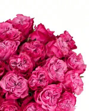 Rose Country Blues Pink Flowers WA Perth