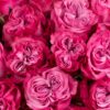 Rose Country Blues Pink Flowers WA Perth