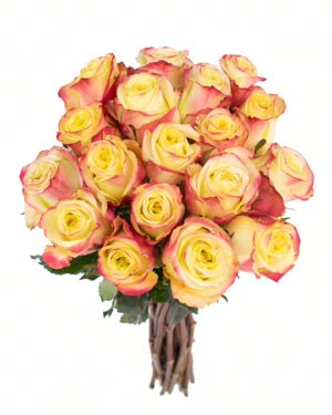 Rose Journey Yellow Pink Flowers WA Perth