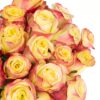Rose Journey Yellow Pink Flowers WA Perth