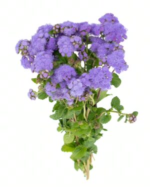 Ageratum Lavender Flowers WA Perth