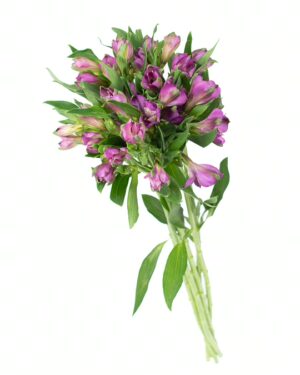 Alstroemeria Purple Flowers WA Perth