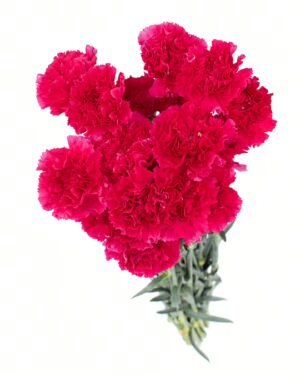 Carnation Sim Pink Deep x20