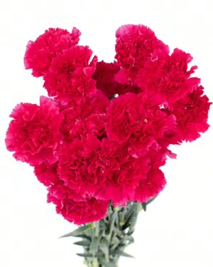 carnation pink deep flowers wa perth 2