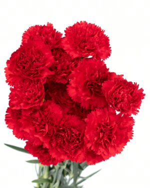 carnation red flowers wa perth 2