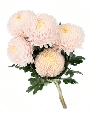 Chrysanthemum Disbud Mum Pink Soft x5