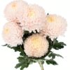 Chrysanthemum Disbud Mum Tinted Pink Soft Flowers WA Perth