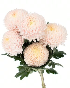 chrysanthemum disbud mum pink soft flowers wa perth 2
