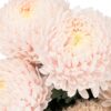 Chrysanthemum Disbud Mum Tinted Pink Soft Flowers WA Perth