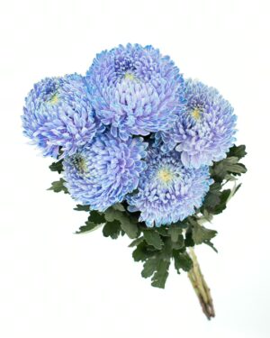 Chrysanthemum Disbud Mum Tinted Blue Light x5