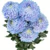 Chrysanthemum Disbud Mum Tinted Blue Light Flowers WA Perth