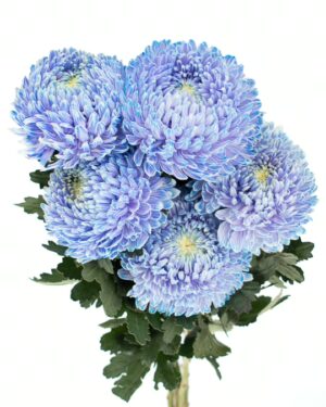 chrysanthemum disbud mum tinted blue light flowers wa perth 2
