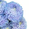 Chrysanthemum Disbud Mum Tinted Blue Light Flowers WA Perth
