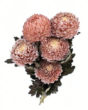 Chrysanthemum Disbud Mum Tinted Brown x5