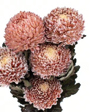 chrysanthemum disbud mum tinted brown flowers wa perth 2