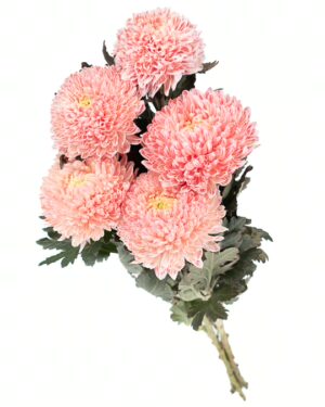 Chrysanthemum Disbud Mum Tinted Coral x5