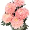 Chrysanthemum Disbud Mum Tinted Coral Flowers WA Perth