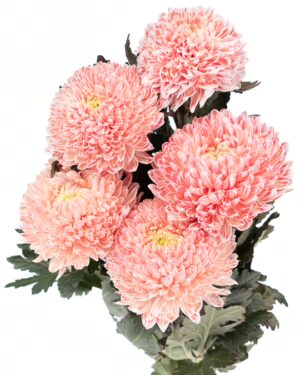 chrysanthemum disbud mum tinted coral flowers wa perth 2