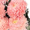 Chrysanthemum Disbud Mum Tinted Coral Flowers WA Perth