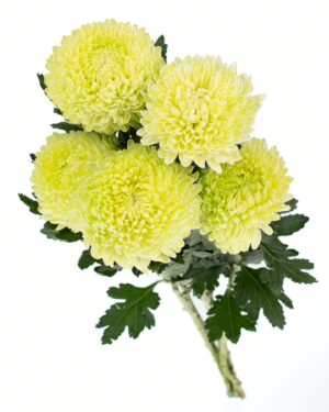 Chrysanthemum Disbud Mum Tinted Green x5