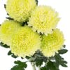 Chrysanthemum Disbud Mum Tinted Green Lime Flowers WA Perth