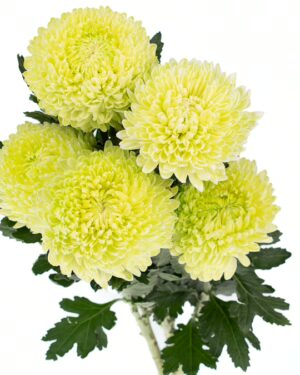 chrysanthemum disbud mum tinted green lime flowers wa perth 2