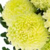 Chrysanthemum Disbud Mum Tinted Green Lime Flowers WA Perth