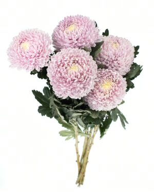 Chrysanthemum Disbud Mum Tinted Lilac x5