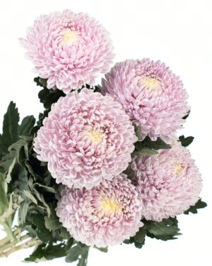 chrysanthemum disbud mum tinted lilac flowers wa perth 2