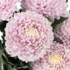 Chrysanthemum Disbud Mum Tinted Lilac Flowers WA Perth