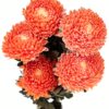 Chrysanthemum Disbud Mum Tinted Orange Flowers WA Perth