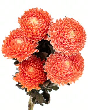 chrysanthemum disbud mum tinted orange flowers wa perth 2