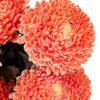 Chrysanthemum Disbud Mum Tinted Orange Flowers WA Perth