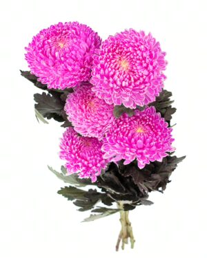 Chrysanthemum Disbud Mum Tinted Pink Bright x5