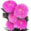 Chrysanthemum Disbud Mum Tinted Pink Bright Flowers WA Perth