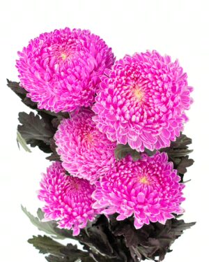 chrysanthemum disbud mum tinted pink bright flowers wa perth 2