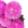 Chrysanthemum Disbud Mum Tinted Pink Bright Flowers WA Perth