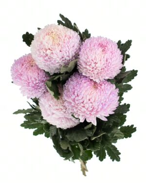 Chrysanthemum Disbud Mum Tinted Pink x5