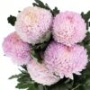 Chrysanthemum Disbud Mum Tinted Pink Flowers WA Perth