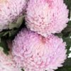 Chrysanthemum Disbud Mum Tinted Pink Flowers WA Perth