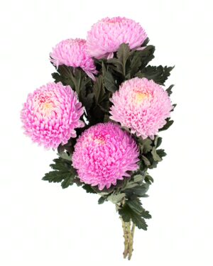 Chrysanthemum Disbud Mum Tinted Pink Hot x5