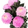 Chrysanthemum Disbud Mum Tinted Pink Hot Flowers WA Perth